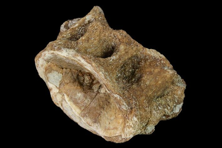 Fossil Xiphactinus (Cretaceous Fish) Vertebra - Kansas #139310